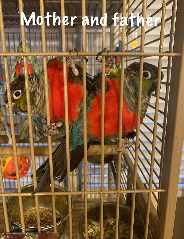 crimson-bellied-conure-for-sale-in-davenport-fl