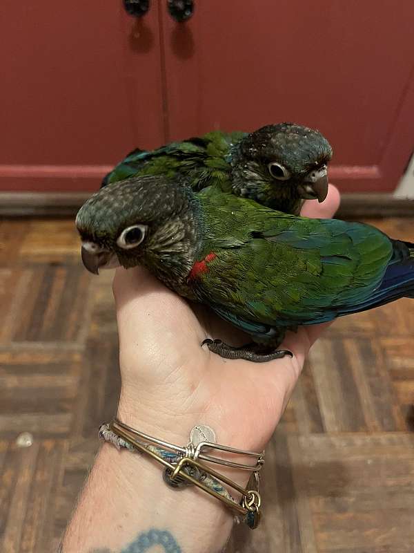 fancy-crimson-bellied-conure-for-sale