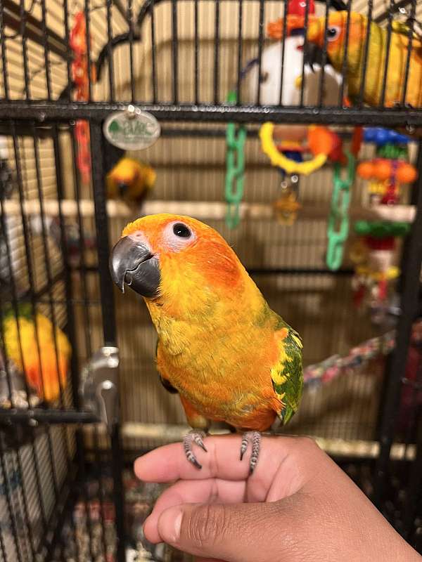 baby-bird-for-sale-in-colton-ca