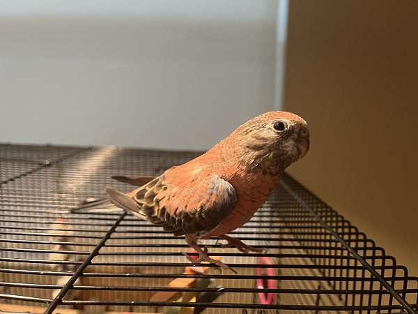 bourke-parakeet-for-sale-in-winter-garden-fl