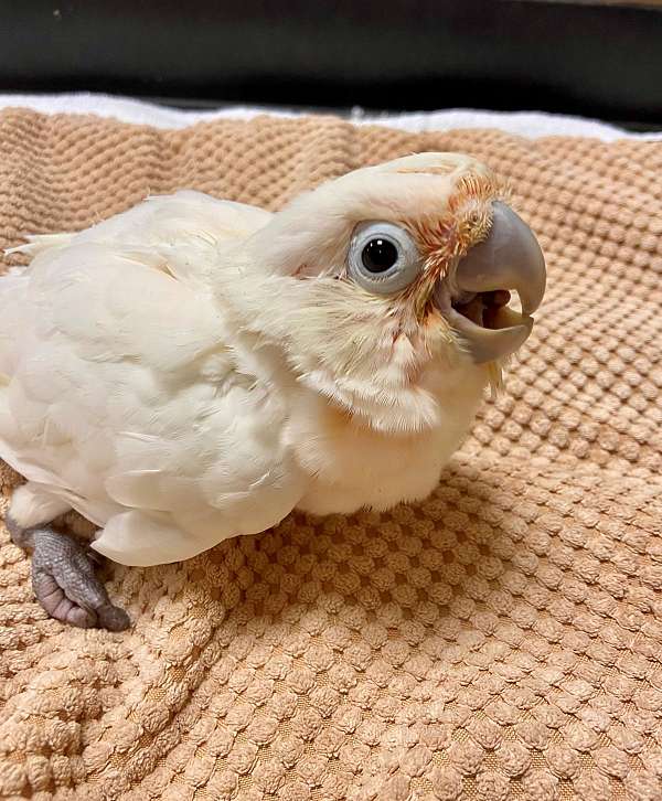 homing-goffin-cockatoo-for-sale