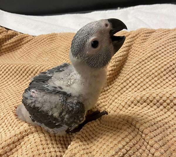 grey-red-congo-african-grey-parrot-for-sale