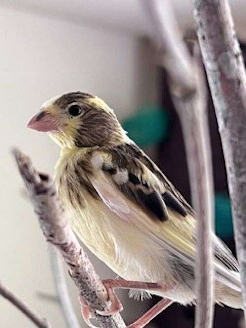 pastel-canary-for-sale