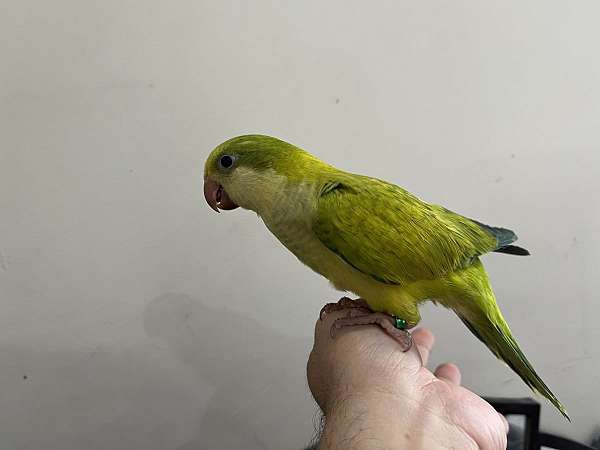 green-opaline-cute-tame-bird-for-sale
