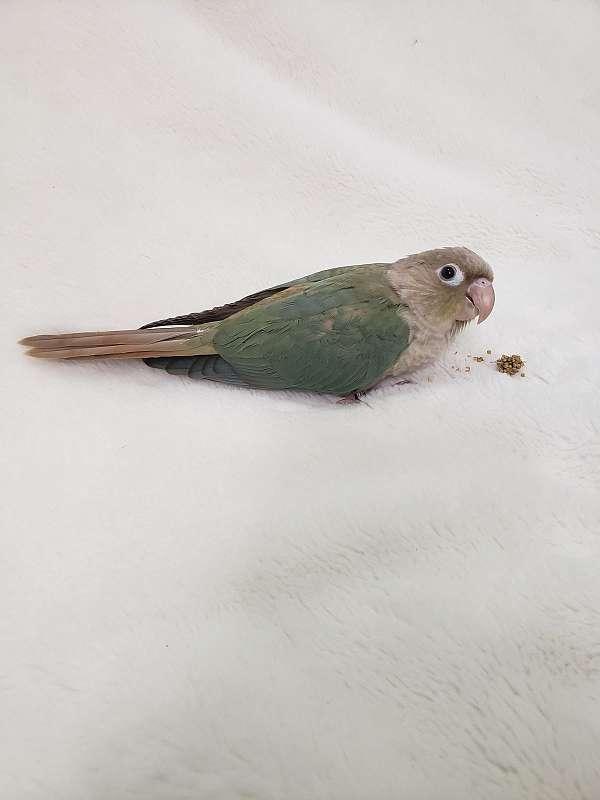 cinnamon-green-bird-for-sale-in-hutchinson-mn