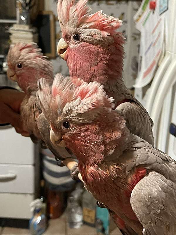 rose-breasted-cockatoo-for-sale