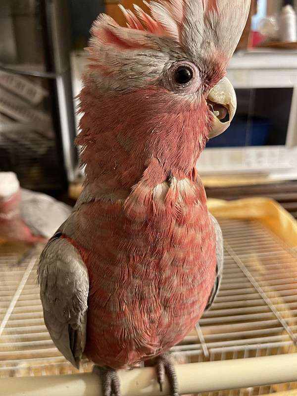 rose-breasted-cockatoo-for-sale-in-san-jose-ca