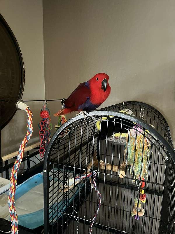 eclectus-parrots-for-sale-in-clovis-ca