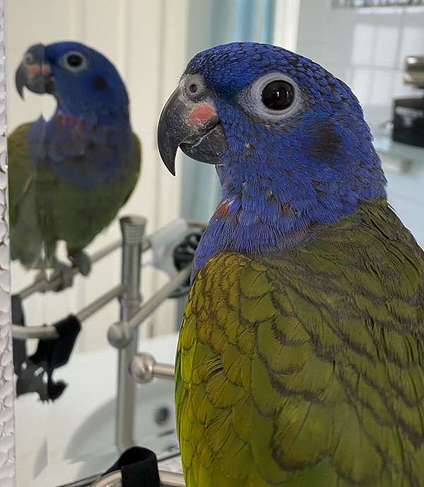 male-pionus-parrots-blue-headed-pionus-parrots-for-sale