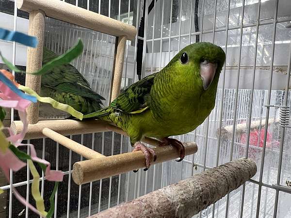 lineolated-parakeet-for-sale-in-brightwaters-ny