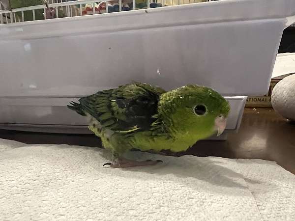 baby-bird-for-sale-in-brightwaters-ny