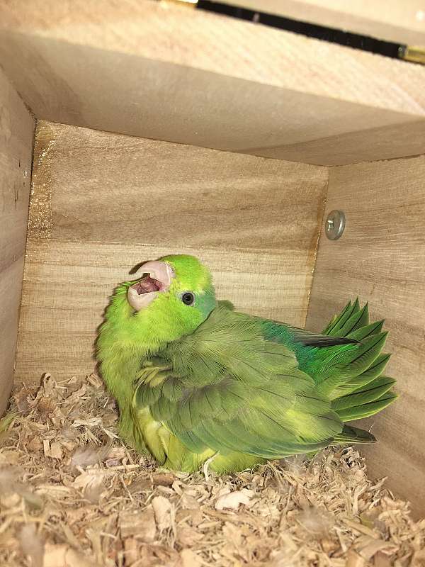 green-pied-bird-for-sale-in-powhatan-va