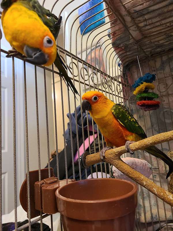jenday-conure-for-sale-in-fremont-ca