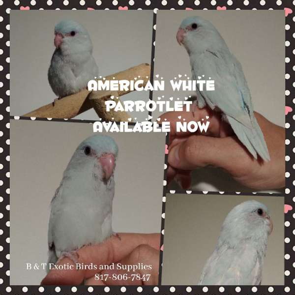 white-exotic-playful-bird-for-sale