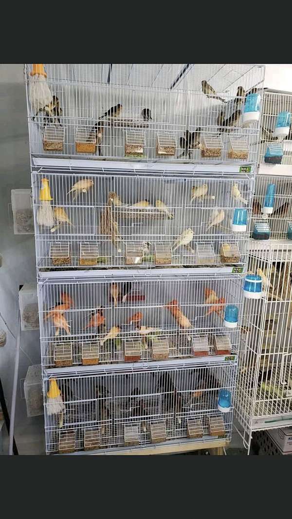 male-female-bird-for-sale-in-ashtabula-oh