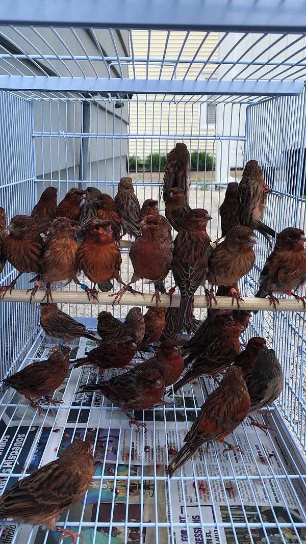 black-red-bird-for-sale-in-ashtabula-oh