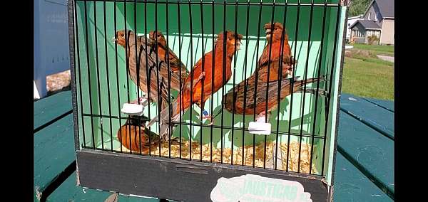 male-female-black-red-bird-for-sale