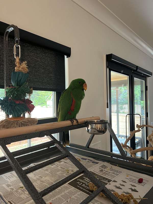 parrot-for-sale