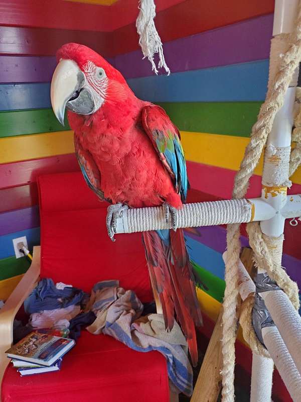 green-wing-macaw-for-sale-in-alberta