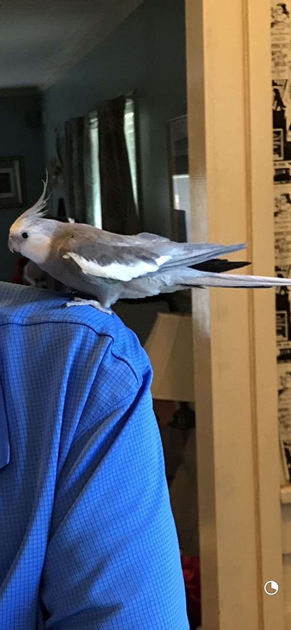 cockatiel-for-sale-in-gibson-nc