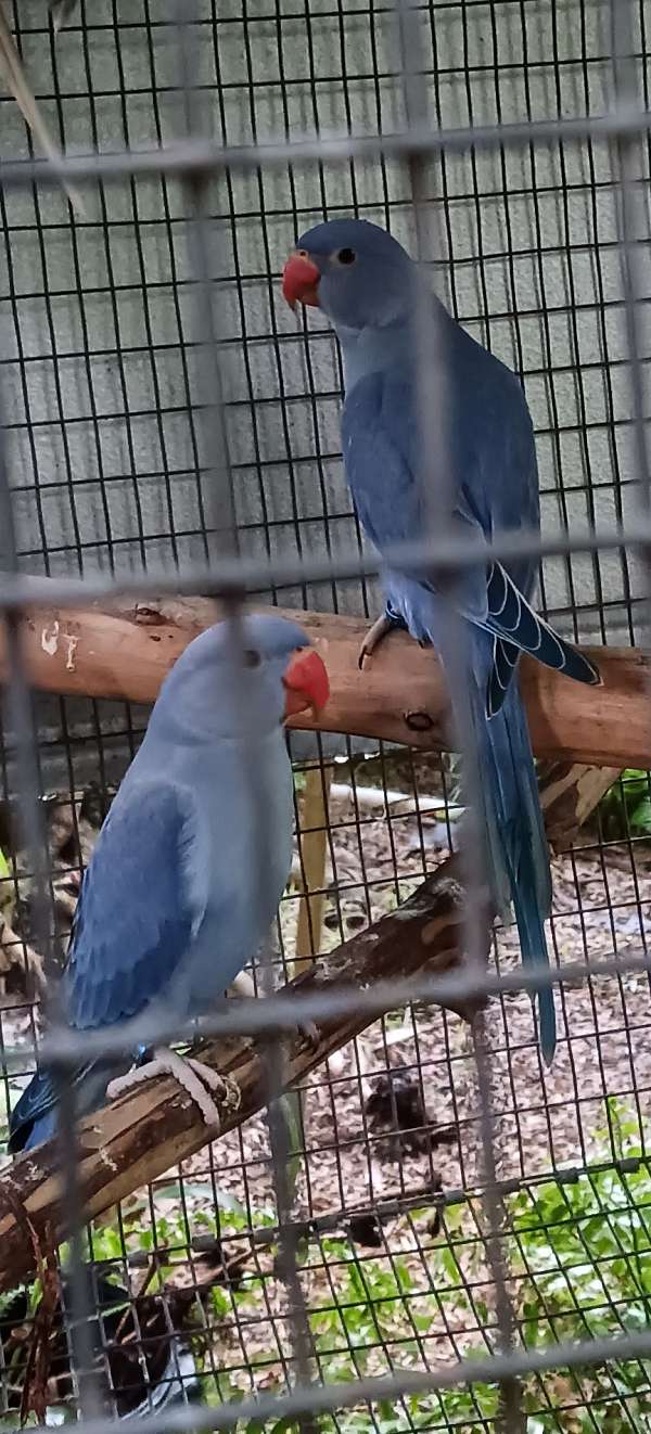 quaker-parrots-for-sale