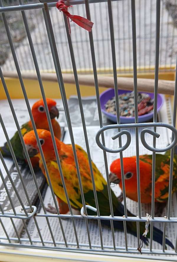 conure-for-sale-in-lake-worth-fl