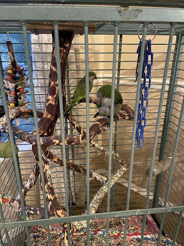 quaker-parrots-for-sale