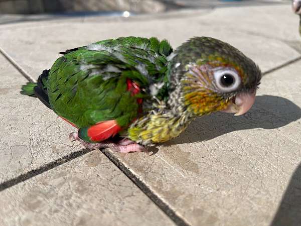 black-painted-conure-for-sale