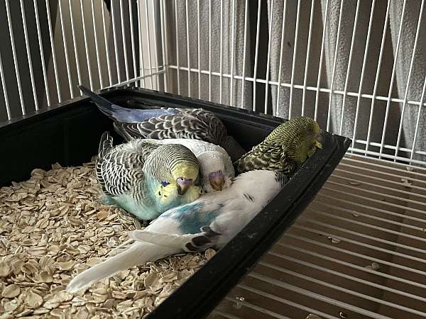 parakeet-for-sale