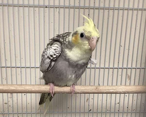 male-bird-for-sale-in-amherst-ma