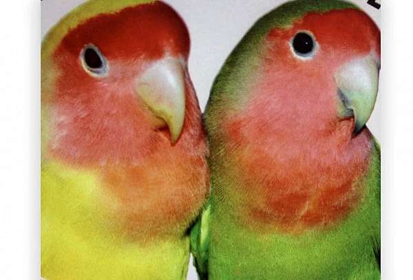bird-parrot-eggs-in-virginia