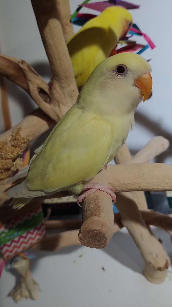 exotic-tame-lovebird-for-sale