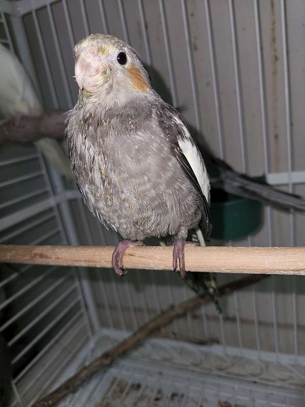 pet-bird-for-sale-in-raleigh-nc