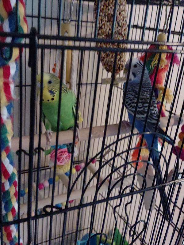 Free parakeets