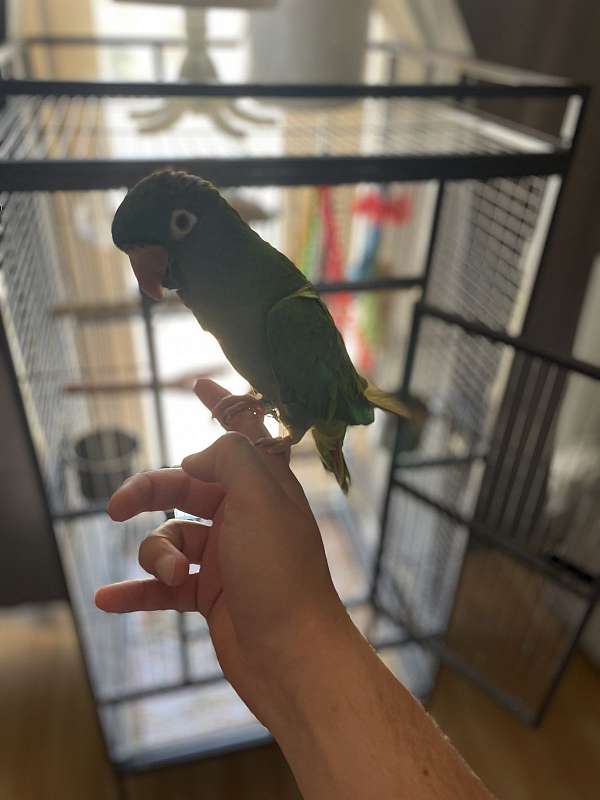 blue-crown-conure-for-sale-in-california