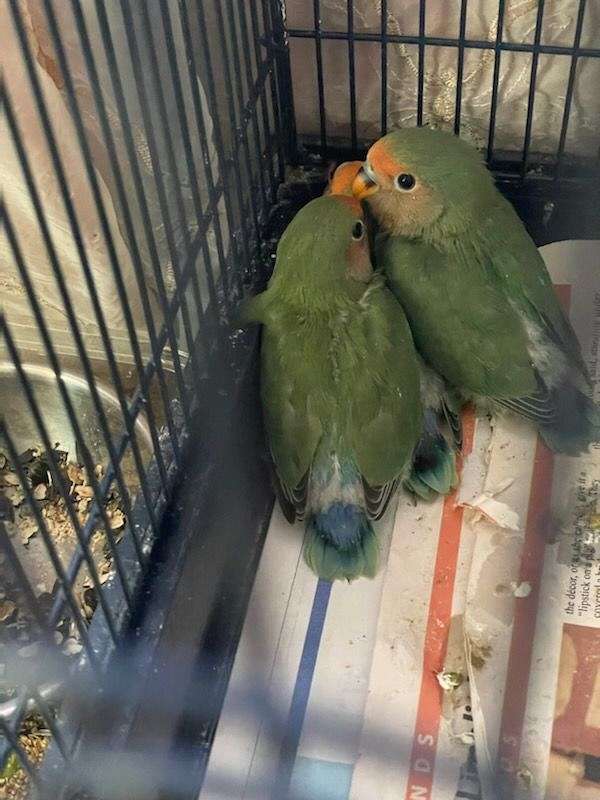 lovebird-for-sale-in-panorama-city-ca