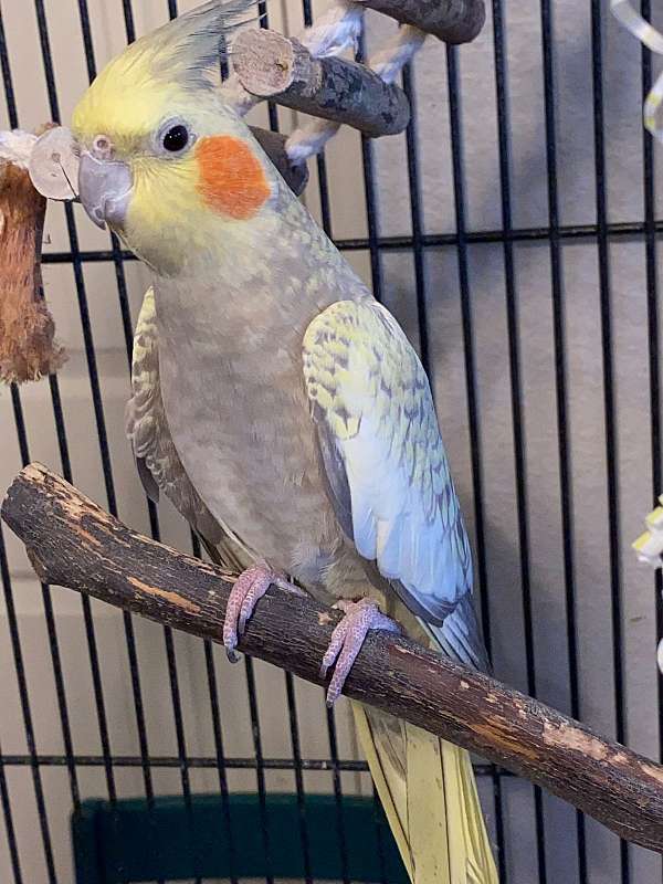 adult-bird-for-sale-in-spanish-fort-al