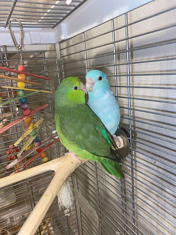 pacific-parrotlet-for-sale-in-spanish-fort-al