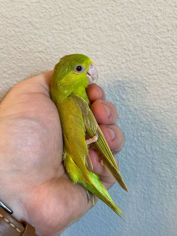 green-bird-for-sale-in-spanish-fort-al