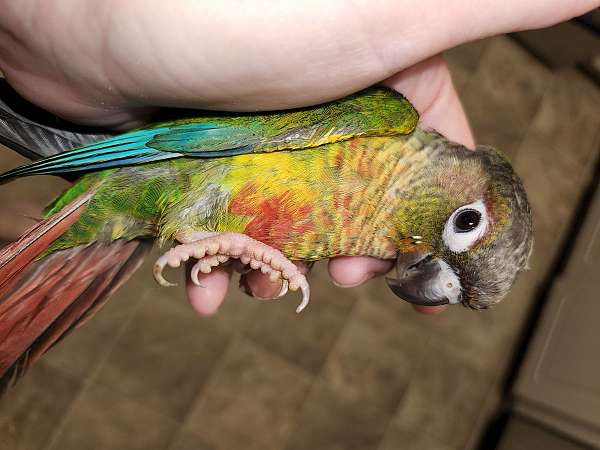 conure-green-cheek-conure-for-sale-in-cabot-ar