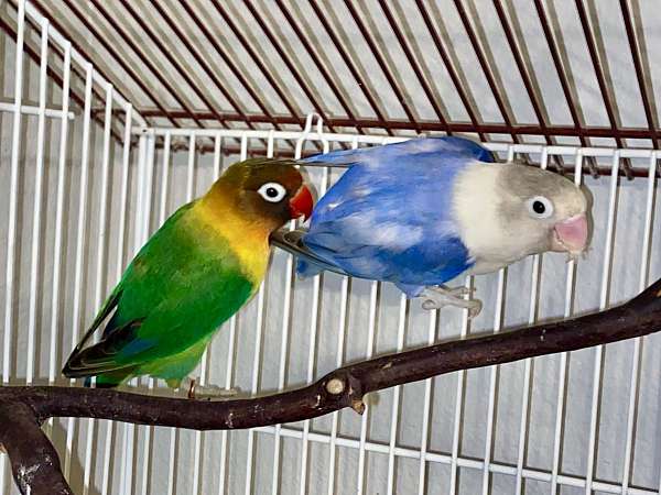 green-pied-bird-for-sale-in-spanish-fort-al