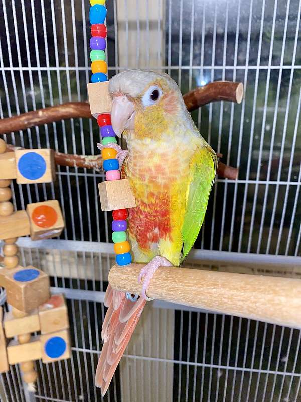 green-cheek-conure-for-sale-in-spanish-fort-al