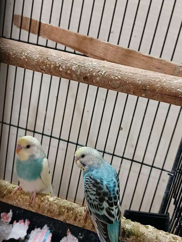 Baby parakeets for sale