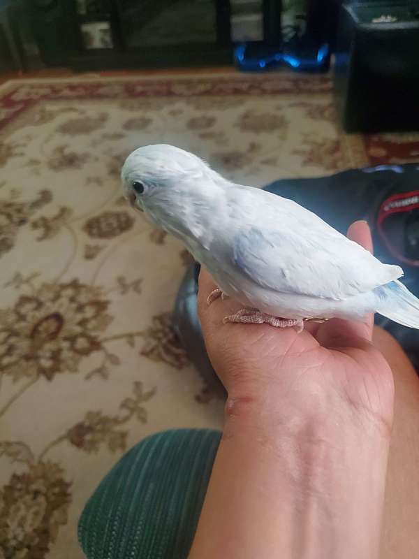 parrotlet-for-sale-in-parsippany-nj
