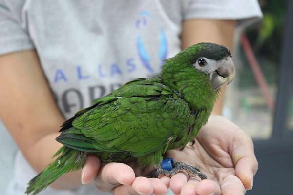 hyacinth-macaw-for-sale-in-flower-mound-tx