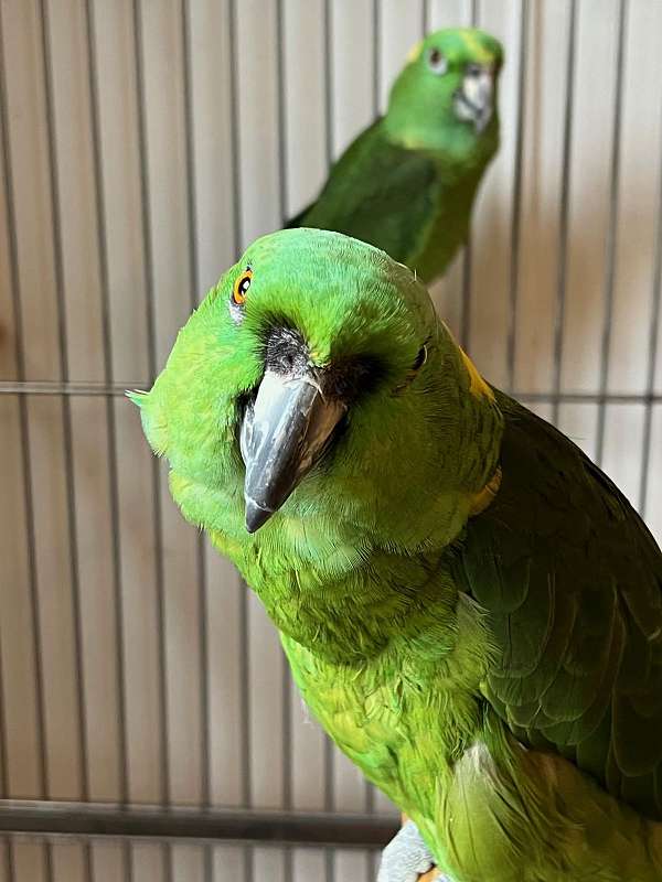 parrot-for-sale-in-swampscott-ma