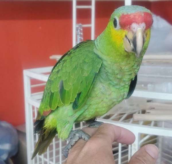 red-lored-amazon-parrot-for-sale-in-new-britain-ct