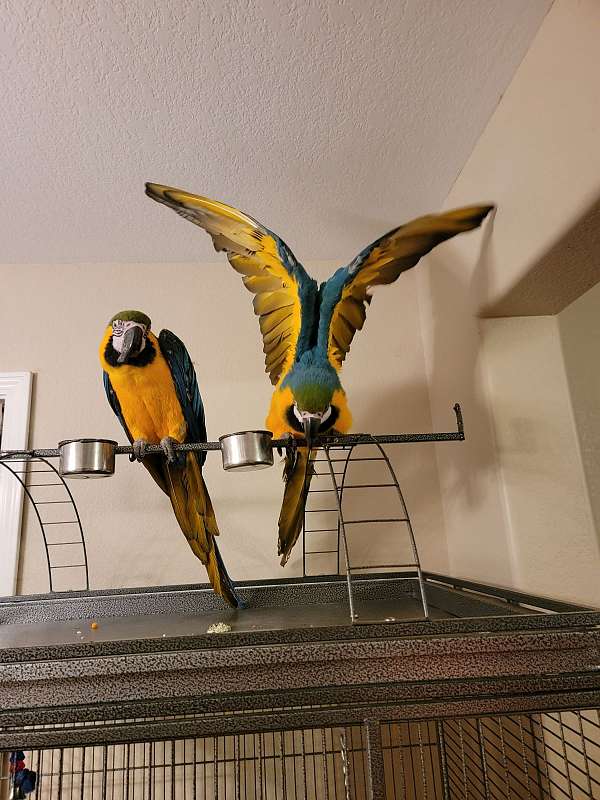 macaw-for-sale-in-oliver-springs-tn