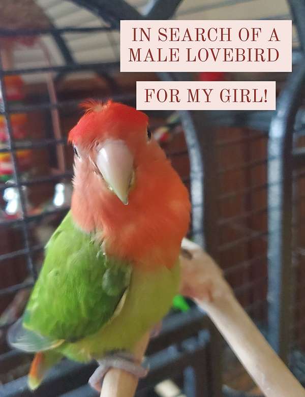 lovebird-for-sale-in-moon-township-pa