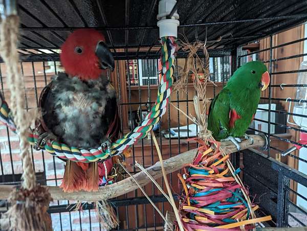 eclectus-parrots-for-sale-in-arlington-va